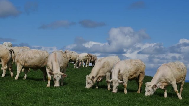 charolais en p&acirc;ture