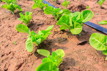 salad vegetable growing on plantation : Green Cos vegetable