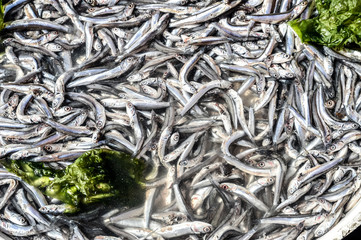 Anchovies in market