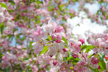 flowers of paradise apple tree