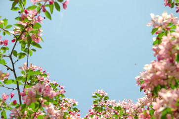 Obraz na płótnie Canvas frame by flowers of paradise apple tree