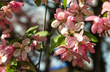 flowers of paradise apple tree