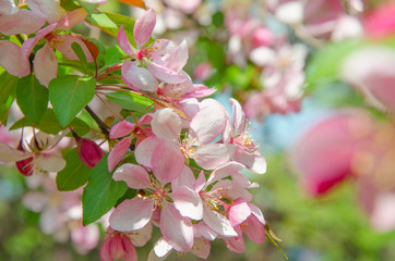 Fototapeta na wymiar flowers of paradise apple tree