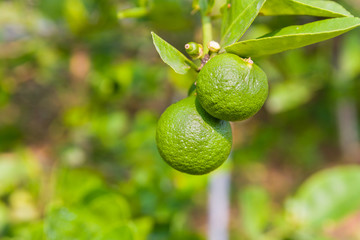 limes on tree in plantation