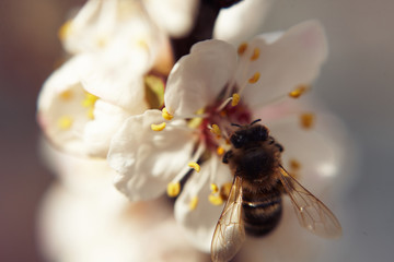  A bee collects nectar