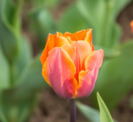 Stained glass Victorian window.