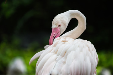 Half body of flamingo