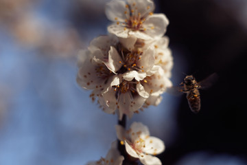  A bee collects nectar