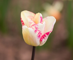 white and red edged tulip