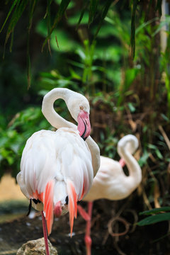 Flamingo in green forest