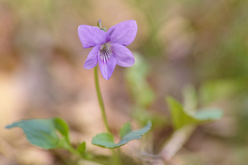 violets flowers springtime