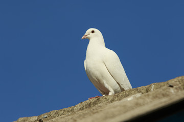White Dove