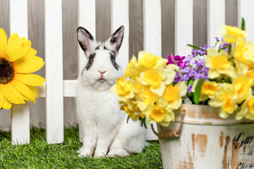 Black and white rabbit sitting in garden among the flowers