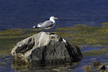 Silbermöve im Gjeska-Fjord auf der Insel Senja im Norden von Norwegen