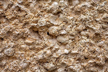 The texture of yellow shell
