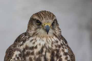 Jastrząb © misior81