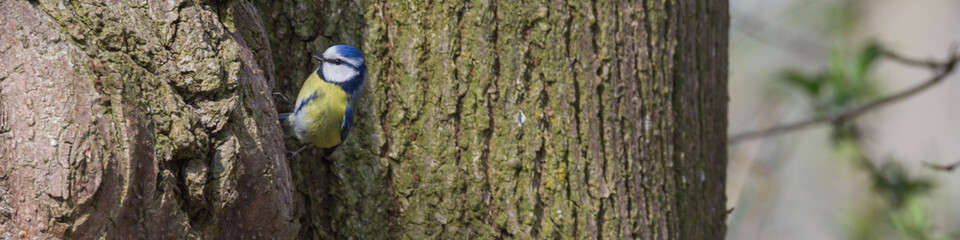 Kohlmeise sitzt am Baum