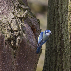 Kohlmeise sitzt am Baum
