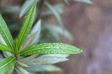 Raindrops on nerium oleander leaf. Selective focus.