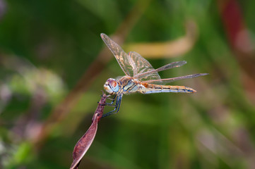 damselfly