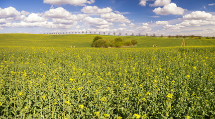 Obraz premium Panorama wiosennego pola 