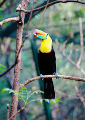 Птица тукан с орехом в клюве сидит на ветке