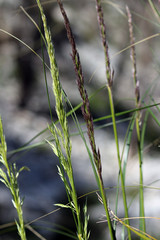 Gras Halme