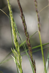 Gras Halme