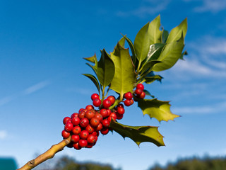 Beeren-Fruchtstand der Stechpalme (Ilex aquifolium) 
