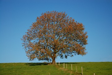Herbstbaum im Allgäu