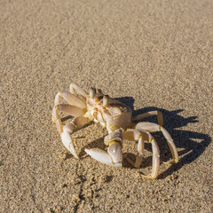 Ghost crab on the beach sand