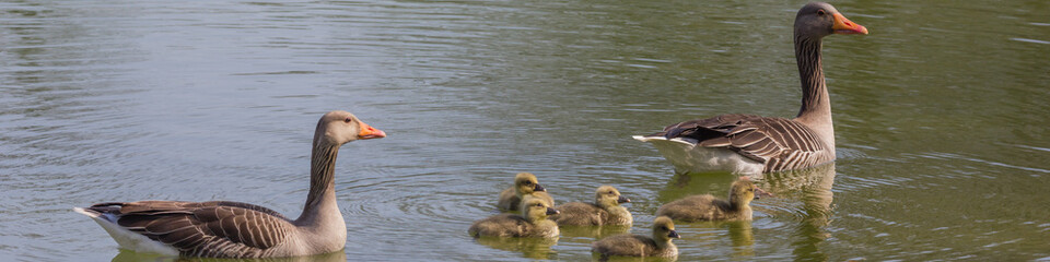 Wildgänse im See mit Jungen