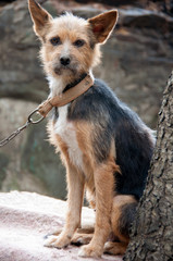 breeds dog without a collar