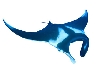 Fototapeta premium Manta ray isolated on white background