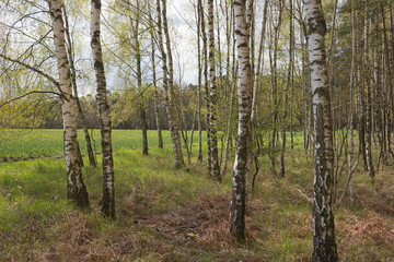 Birch trees in springtime, nature background