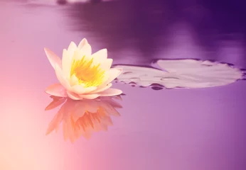 Crédence de cuisine en verre imprimé Nénuphars Lotus in garden with morning light