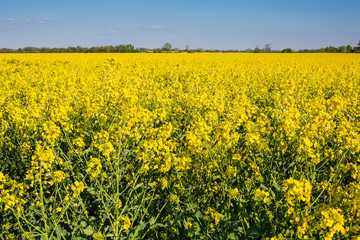Obraz premium Oilseed rape on the field