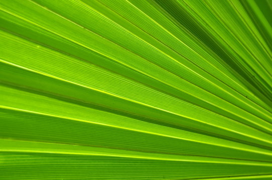 Fototapeta palm leaf 
