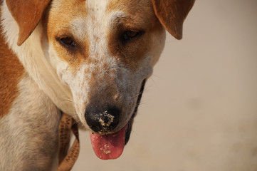 Close-up Dog with Tongue Out