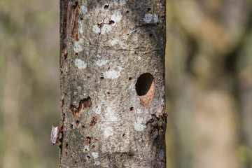 Morscher Baum mit Vogelbruthöhle
