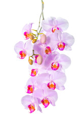 Fototapeta na wymiar blossoming twig of beautiful gentle lilac orchid, phalaenopsis i