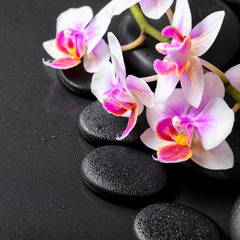 beautiful spa composition of orchid phalaenopsis on black zen st