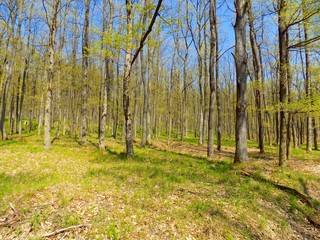 Deciduous forest