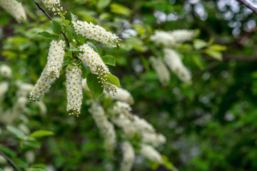 Flowering bird cherry on blurred background