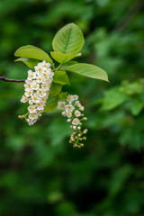 Flowering bird cherry