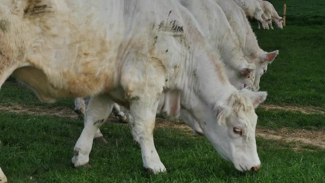 charolais en p&acirc;ture