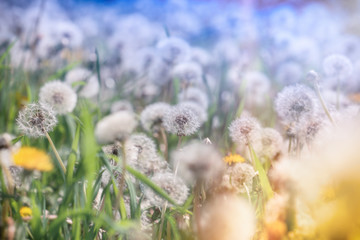 Selective focus dandelion seeds in meadow