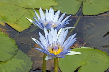 Pale Blue Lotus Flowers in Lilly Pond