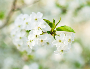 Cherry spring blossom