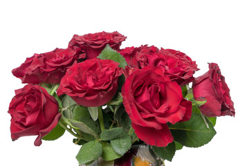 red Roses / red roses over a bright background